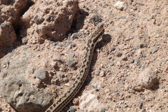 Philodryas psammophidea