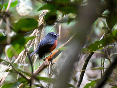 Ochthoeca cinnamomeiventris