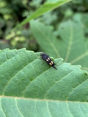 Mordella quadrisignata