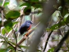 Ochthoeca cinnamomeiventris