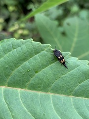 Mordella quadrisignata