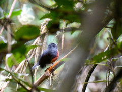 Ochthoeca cinnamomeiventris