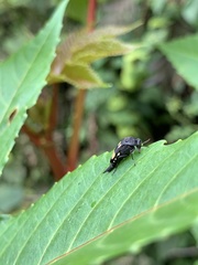 Mordella quadrisignata