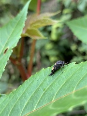 Mordella quadrisignata