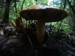 Austroboletus gracilis
