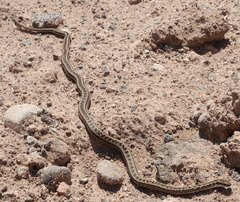 Philodryas psammophidea