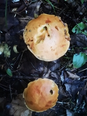 Austroboletus gracilis