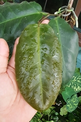 Hoya versteegii