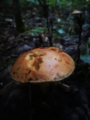 Austroboletus gracilis