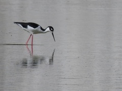 Himantopus mexicanus