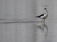 Himantopus mexicanus