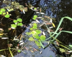 Hydrocharis morsus-ranae