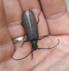 Aegosoma scabricorne