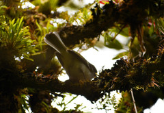 Mecocerculus stictopterus