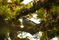 Mecocerculus stictopterus