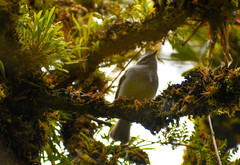 Mecocerculus stictopterus