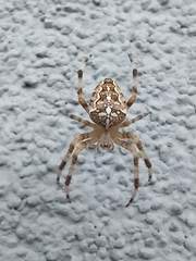 Araneus diadematus