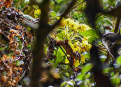 Calceolariaceae