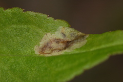 Calycomyza solidaginis