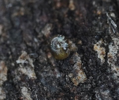 Paralaoma hobarti