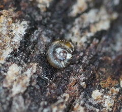 Paralaoma hobarti