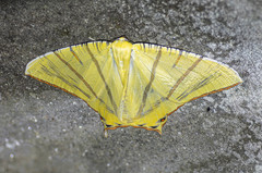 Ourapteryx sciticaudaria