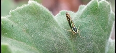 Sibovia sagata