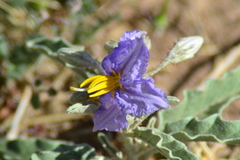 Solanum elaeagnifolium