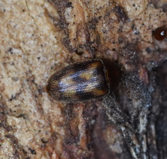 Litargus balteatus