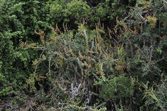 Crassula perforata perforata