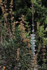 Crassula perforata perforata