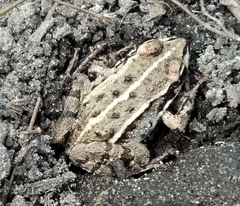 Pelophylax esculentus