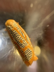 Templemania rhythmogramma