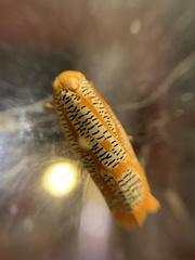 Templemania rhythmogramma