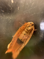 Templemania rhythmogramma