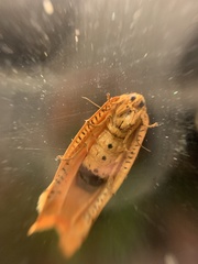 Templemania rhythmogramma