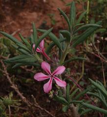 Pachypodium succulentum