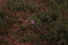 Pachypodium succulentum