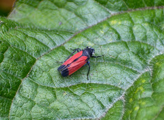 Cardioscarta flavifrons