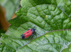 Cardioscarta flavifrons