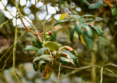 Hesperomeles ferruginea