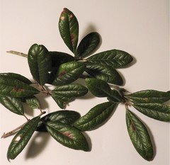 Stilbosis quadricustatella