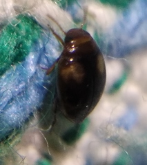 Clemnius decoratus
