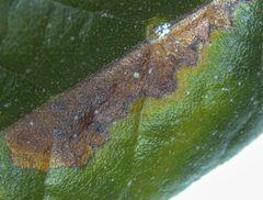 Stilbosis quadricustatella