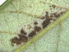 Stilbosis quadricustatella