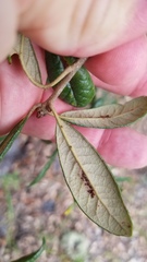 Stilbosis quadricustatella