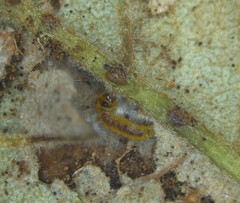 Stilbosis quadricustatella