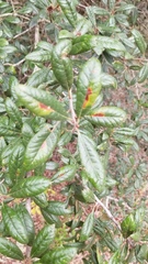 Stilbosis quadricustatella