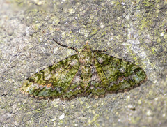 Myrioblephara harutai