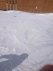 Vulpes vulpes fulvus